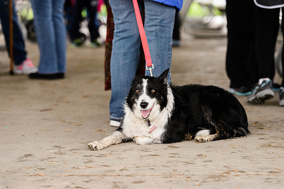 Walk for Life 2015 (22 of 25).jpg