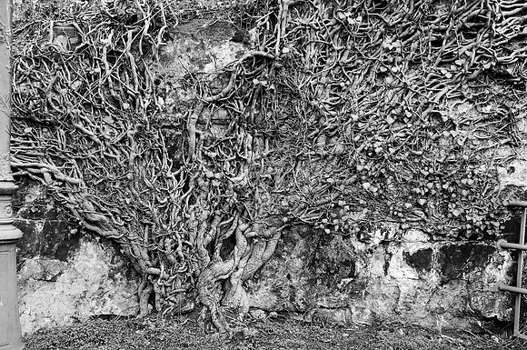 Gnarled