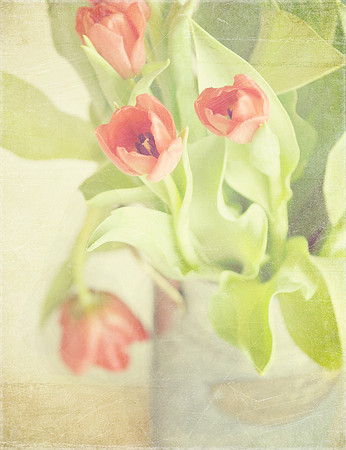 Market Tulips in Galvanized Bucket