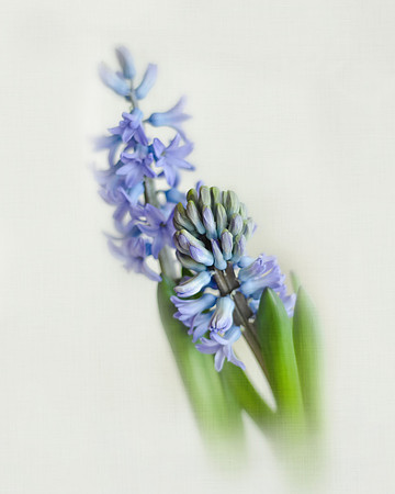 Hyacinth on White