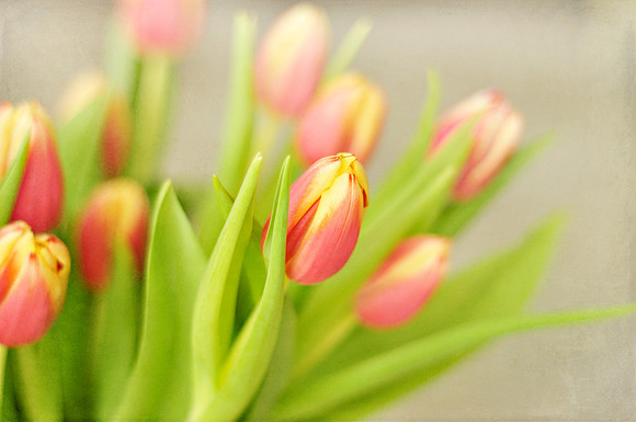 Market Tulips