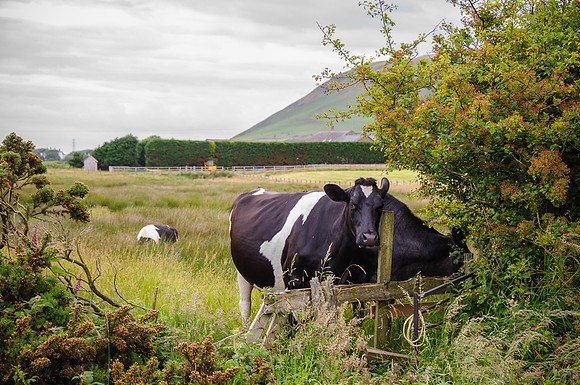 Coastal Cattle