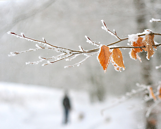 Walk in the Snow